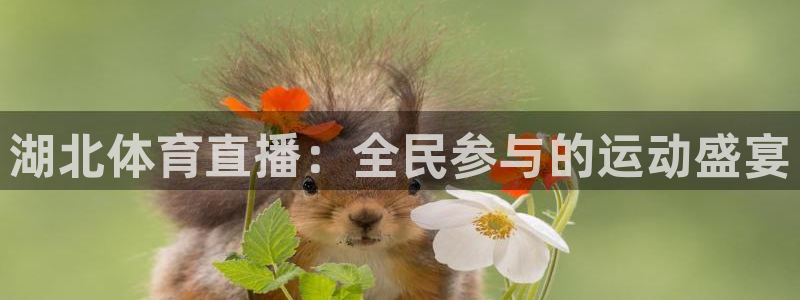 湖北体育直播：全民参与的运动盛宴